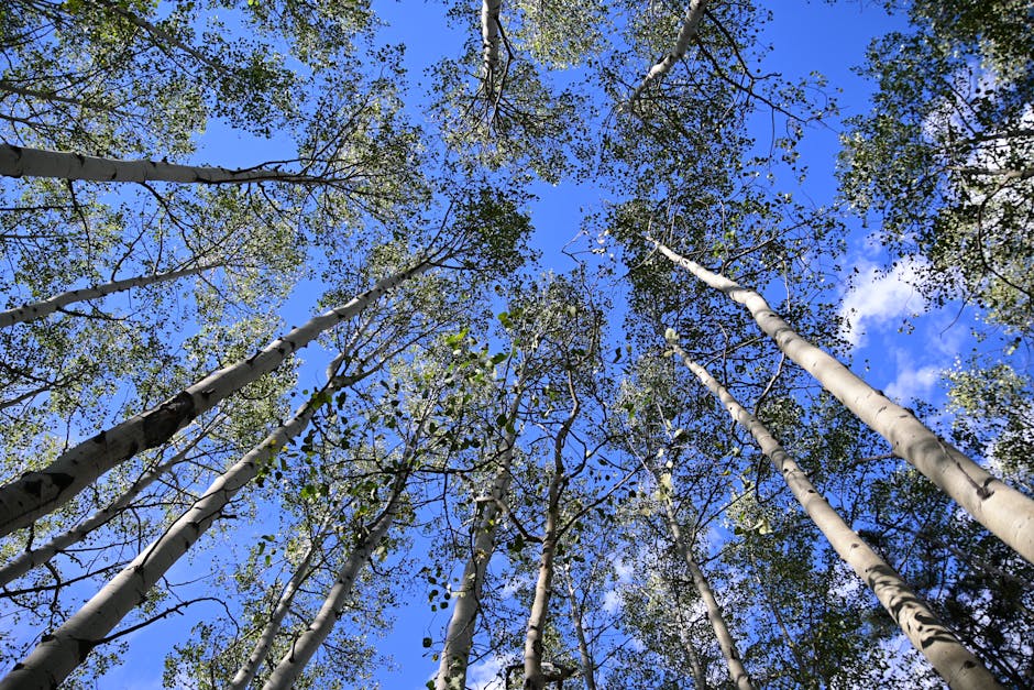 Aspen, United States