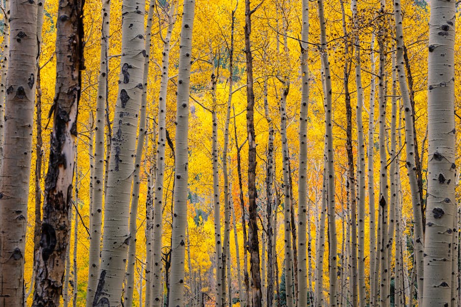 Stunning view of golden aspens in Colorado's autumn forest.